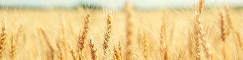 wheat-trading